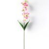 Single  orchid GS-1770032