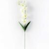 Single  orchid GS-1770032