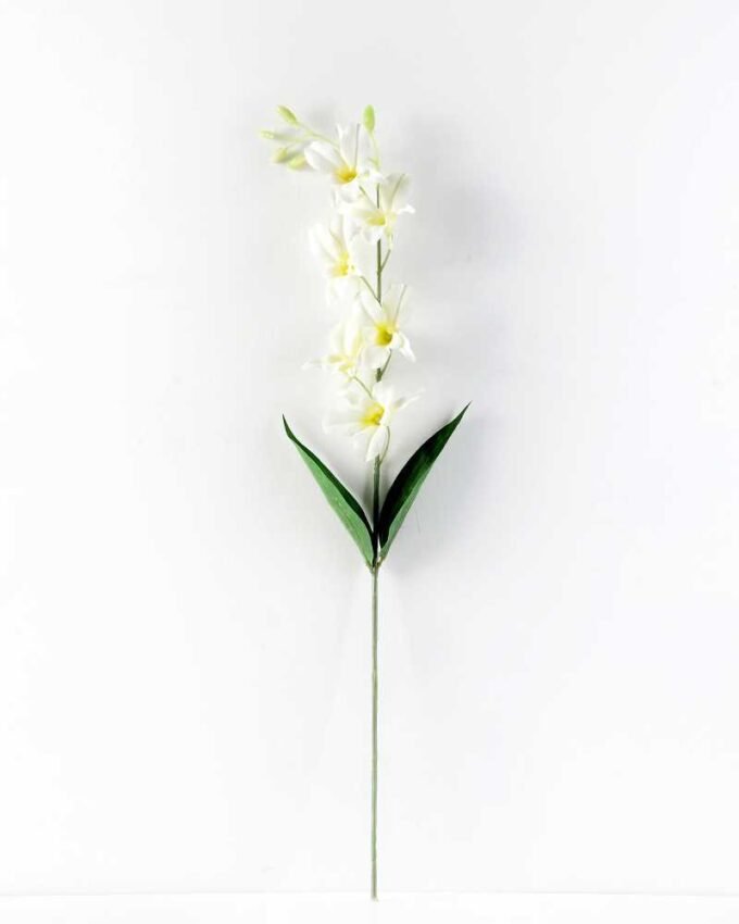 Single  orchid GS-1770032