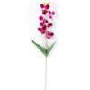 Single  orchid GS-1770032