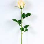 12*12*65CM Single Rose GS-1780020-C1