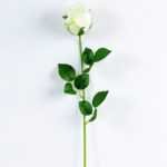 12*12*65CM Single Rose GS-1780020-W1