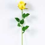 12*12*65CM Single Rose GS-1780020-Y1