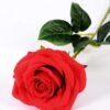 12*12*68CM Single Rose GS-1780028-R1