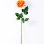 12*12*70CM Single Rose GS-1780029-O1