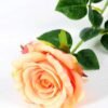 12*12*70CM Single Rose GS-1780029-R2