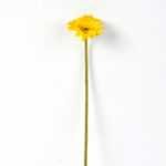 Single Daisy GS-1930017