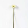 Single Daisy GS-1930017