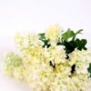 36*46CMHydrangea*16 GS-2310066-W2 2 36*46CMHydrangea*16 GS-2310066-W2