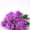 36*46CMHydrangea*16 GS-2310066-Z1