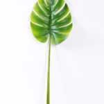 26*102CM Monstera  leaf GS-2310078