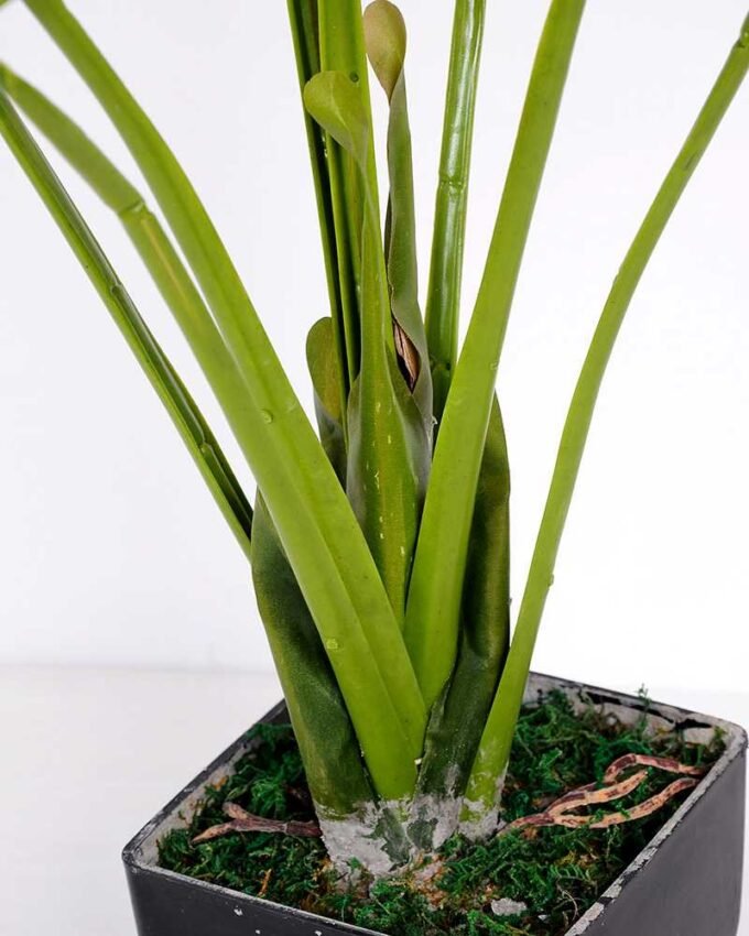 81*92CM Monstera Tree in pot GS-2310084