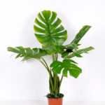 64*78CM Monstera Tree in pot GS-2310085