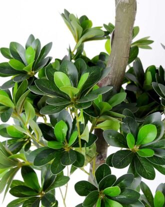 Green Ficus Bonsai  H:110CM GS-2450091