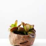 Succulent GS-2450201