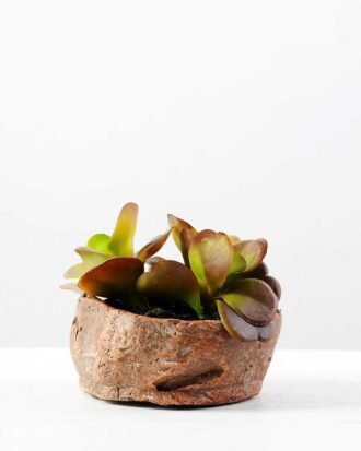 Succulent GS-2450201