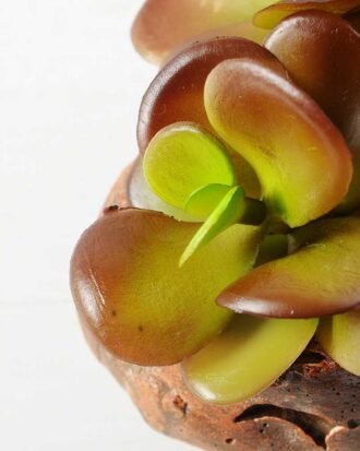 Succulent GS-2450201