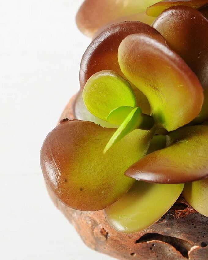 Succulent GS-2450201