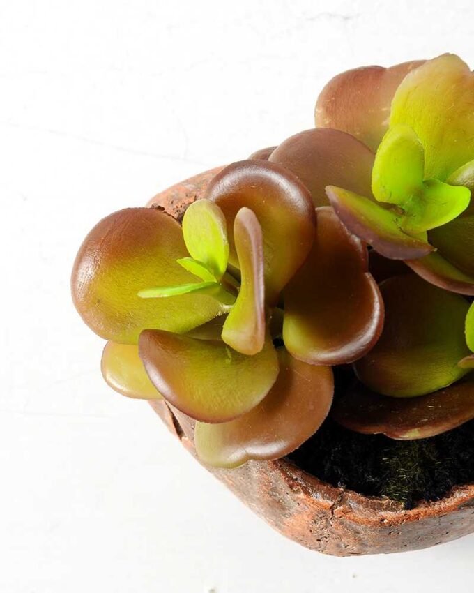 Succulent GS-2450201