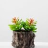 Succulent bonsai GS-2450202