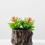 Succulent bonsai GS-2450202