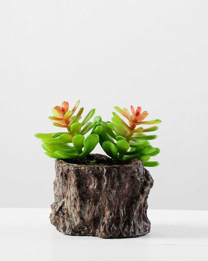 Succulent bonsai GS-2450202