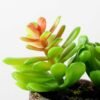 Succulent bonsai GS-2450202