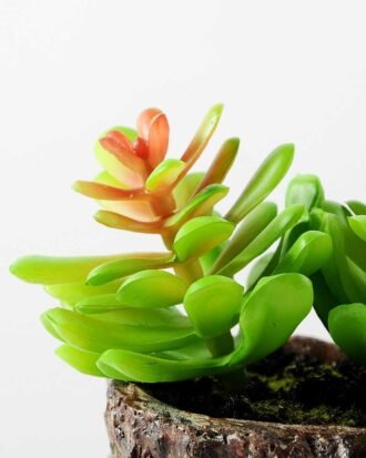 Succulent bonsai GS-2450202