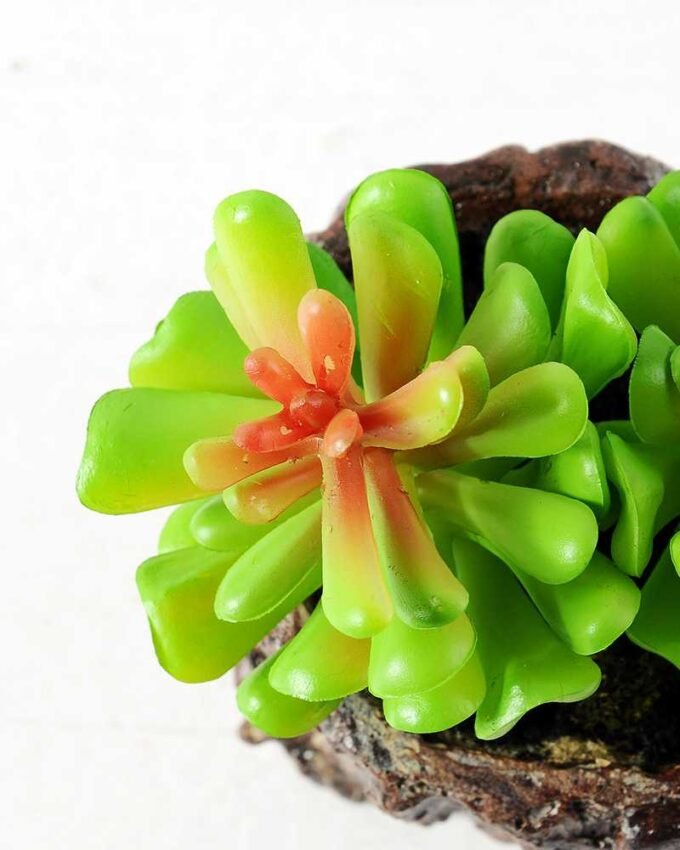 Succulent bonsai GS-2450202
