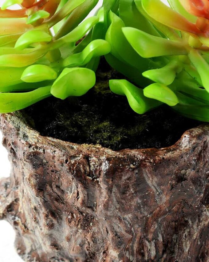 Succulent bonsai GS-2450202