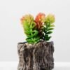 Succulent bonsai GS-2450203