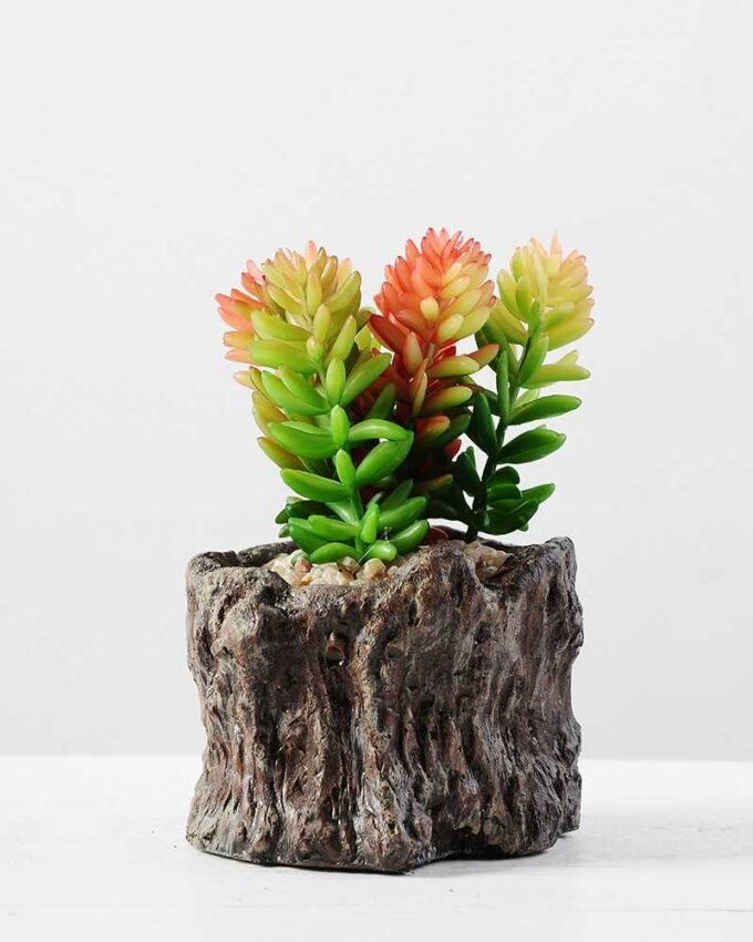 Succulent bonsai GS-2450203