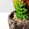 Succulent bonsai GS-2450203