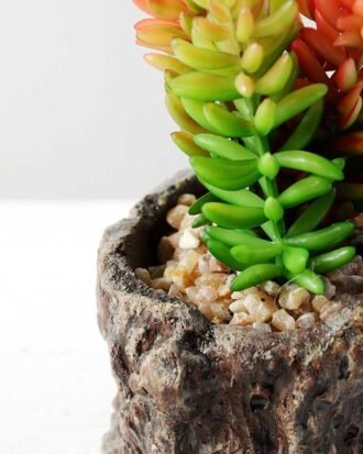 Succulent bonsai GS-2450203