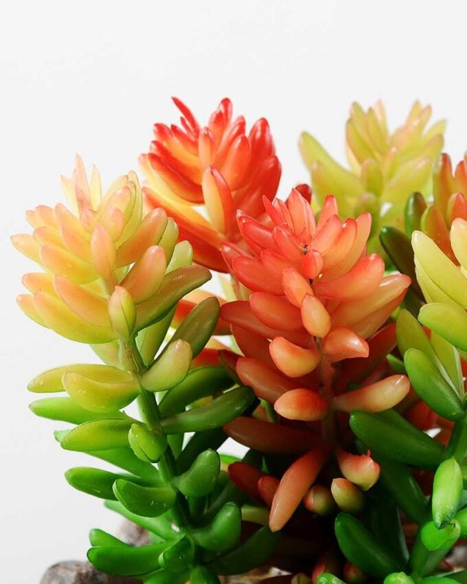 Succulent bonsai GS-2450203