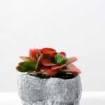 Succulent bonsai GS-2450204