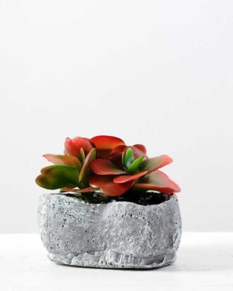 Succulent bonsai GS-2450204