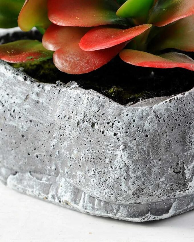 Succulent bonsai GS-2450204