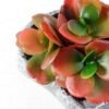 Succulent bonsai GS-2450204
