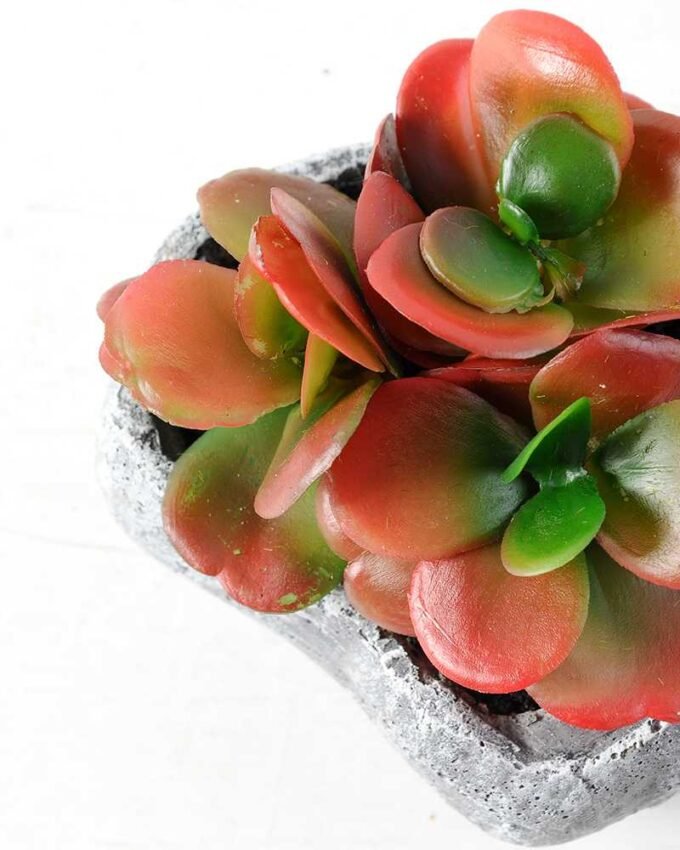 Succulent bonsai GS-2450204