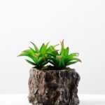 Succulent bonsai GS-2450205