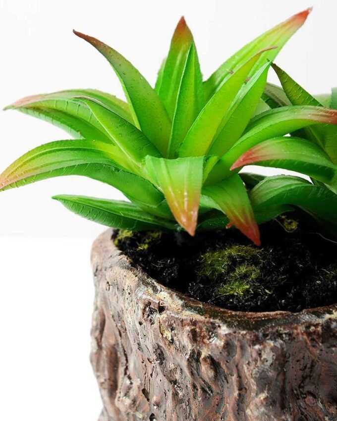 Succulent bonsai GS-2450205