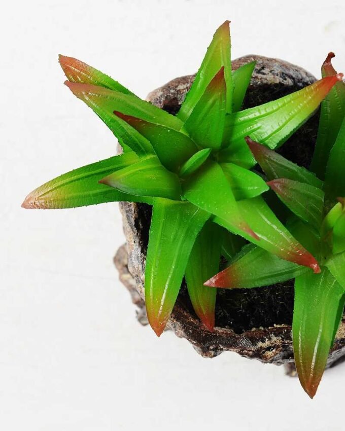 Succulent bonsai GS-2450205