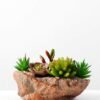 Succulent bonsai GS-2450206