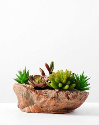 Succulent bonsai GS-2450206