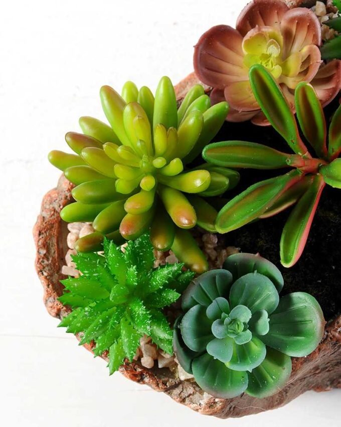 Succulent bonsai GS-2450206