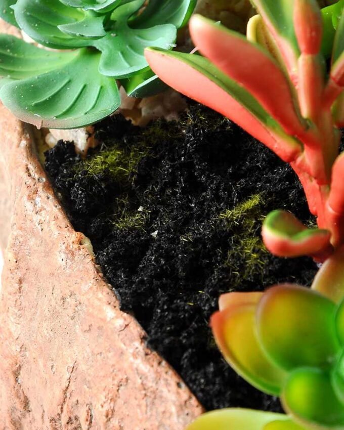 Succulent bonsai GS-2450206