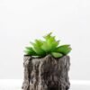 Succulent bonsai GS-2450207