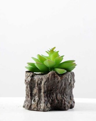 Succulent bonsai GS-2450207