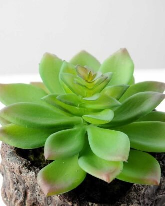 Succulent bonsai GS-2450207